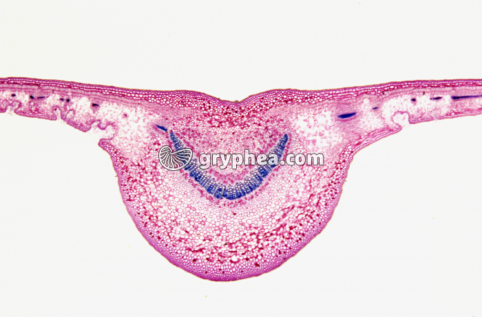 Feuille de Laurier rose avec cryptes stomatifères CT x 7 - gryphea.org